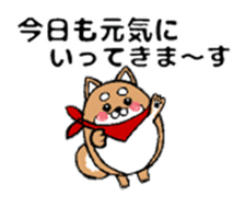 Marumaru-shibainu! sticker #10752402