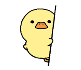 real baby duck sticker #10785983