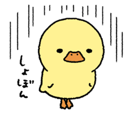 real baby duck sticker #10785996