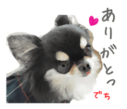Everyday of Chihuahua. It cute. sticker #10793496