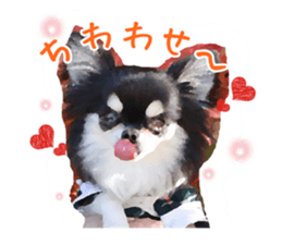 Everyday of Chihuahua. It cute. sticker #10793501