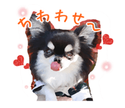 Everyday of Chihuahua. It cute. sticker #10793501