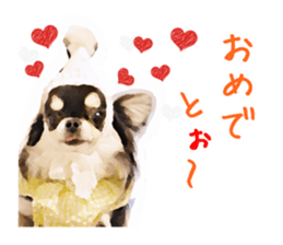 Everyday of Chihuahua. It cute. sticker #10793502