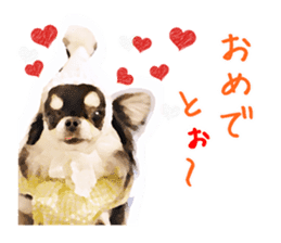 Everyday of Chihuahua. It cute. sticker #10793502