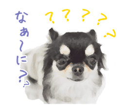 Everyday of Chihuahua. It cute. sticker #10793504