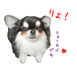 Everyday of Chihuahua. It cute. sticker #10793505