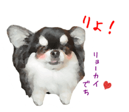Everyday of Chihuahua. It cute. sticker #10793505