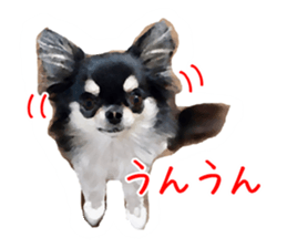 Everyday of Chihuahua. It cute. sticker #10793506