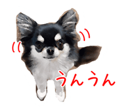 Everyday of Chihuahua. It cute. sticker #10793506