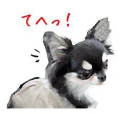 Everyday of Chihuahua. It cute. sticker #10793507