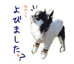 Everyday of Chihuahua. It cute. sticker #10793510