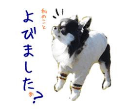 Everyday of Chihuahua. It cute. sticker #10793510