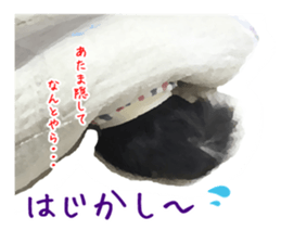 Everyday of Chihuahua. It cute. sticker #10793511