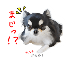 Everyday of Chihuahua. It cute. sticker #10793512
