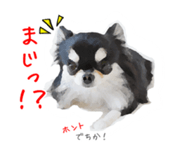 Everyday of Chihuahua. It cute. sticker #10793512