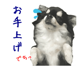 Everyday of Chihuahua. It cute. sticker #10793515
