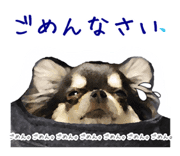 Everyday of Chihuahua. It cute. sticker #10793516