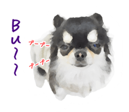 Everyday of Chihuahua. It cute. sticker #10793517