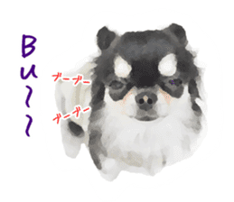 Everyday of Chihuahua. It cute. sticker #10793517