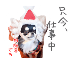 Everyday of Chihuahua. It cute. sticker #10793520