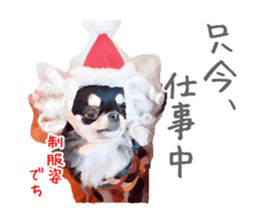 Everyday of Chihuahua. It cute. sticker #10793520