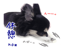 Everyday of Chihuahua. It cute. sticker #10793521