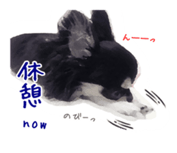 Everyday of Chihuahua. It cute. sticker #10793521