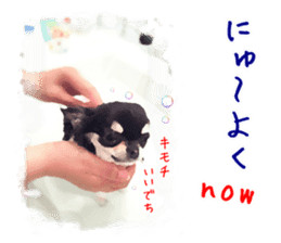 Everyday of Chihuahua. It cute. sticker #10793523