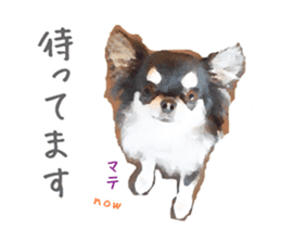 Everyday of Chihuahua. It cute. sticker #10793524