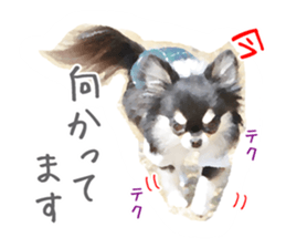Everyday of Chihuahua. It cute. sticker #10793525