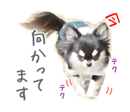 Everyday of Chihuahua. It cute. sticker #10793525