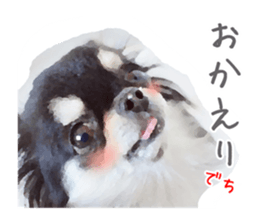 Everyday of Chihuahua. It cute. sticker #10793527
