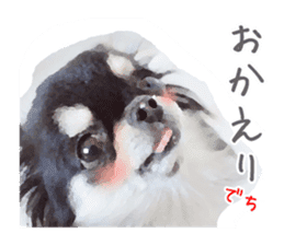 Everyday of Chihuahua. It cute. sticker #10793527