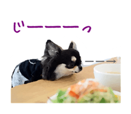 Everyday of Chihuahua. It cute. sticker #10793528