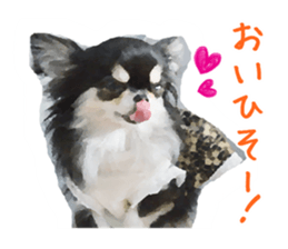 Everyday of Chihuahua. It cute. sticker #10793529