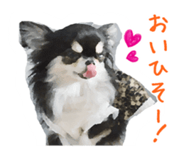 Everyday of Chihuahua. It cute. sticker #10793529