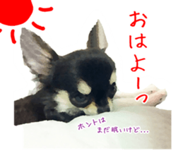 Everyday of Chihuahua. It cute. sticker #10793532