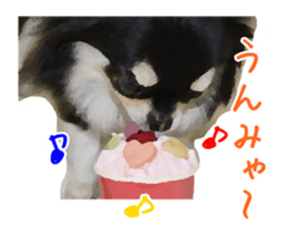 Everyday of Chihuahua. It cute. sticker #10793533