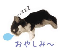 Everyday of Chihuahua. It cute. sticker #10793535