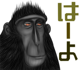 black macaque monkey Sticker sticker #10797103