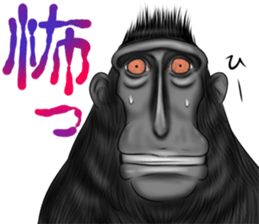 black macaque monkey Sticker sticker #10797131