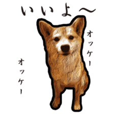 Shiba Inu Mame -Superrealism Edition- sticker #10799554