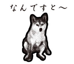 Shiba Inu Mame -Superrealism Edition- sticker #10799561