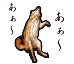 Shiba Inu Mame -Superrealism Edition- sticker #10799573