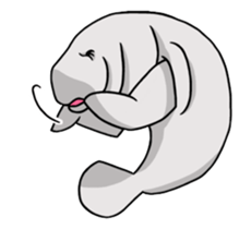 Perfectly round Manatee sticker #10818921