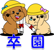 Congratulations sticker of Toy Poodle sticker #10830909