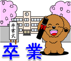 Congratulations sticker of Toy Poodle sticker #10830912