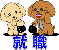 Congratulations sticker of Toy Poodle sticker #10830913