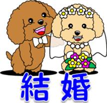Congratulations sticker of Toy Poodle sticker #10830917