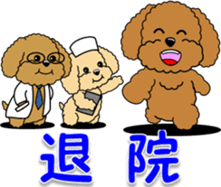 Congratulations sticker of Toy Poodle sticker #10830940